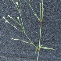 Oldenlandia stricta L.